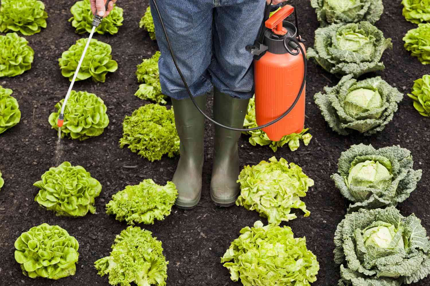 Rolul etichetelor “ecologic” și “fără reziduuri de pesticide” în tranziția verde a agriculturii
