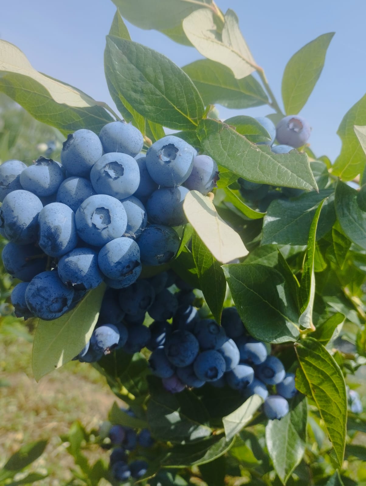 Daso Ghiga Plant S.R.L. – Producător afine ecologice în București